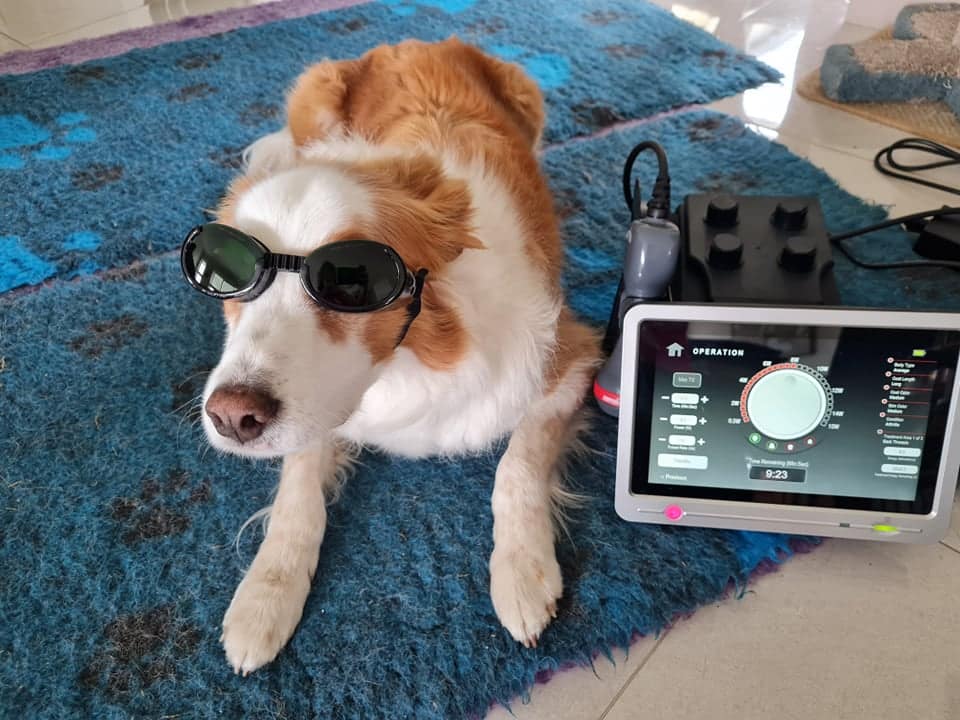 Laser Therapy for Dogs Canine Healing Hands
